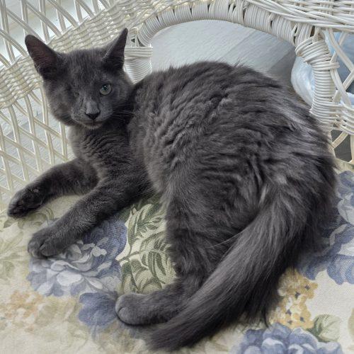 Enlarge Gray, a Adoptable Domestic Short Hair in Elizabeth, IL image 6/6