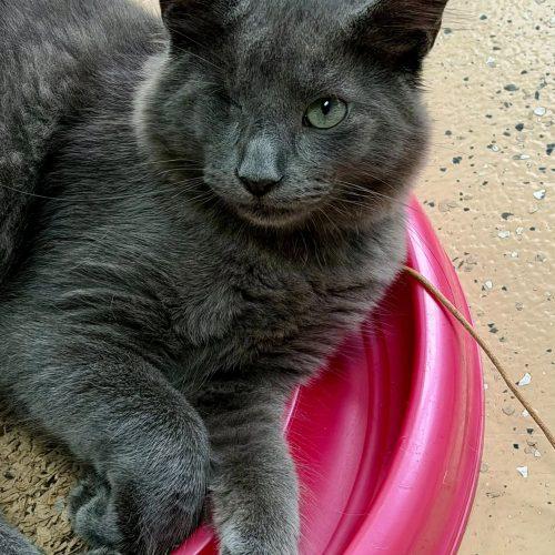 Enlarge Gray, a Adoptable Domestic Short Hair in Elizabeth, IL image 4/6
