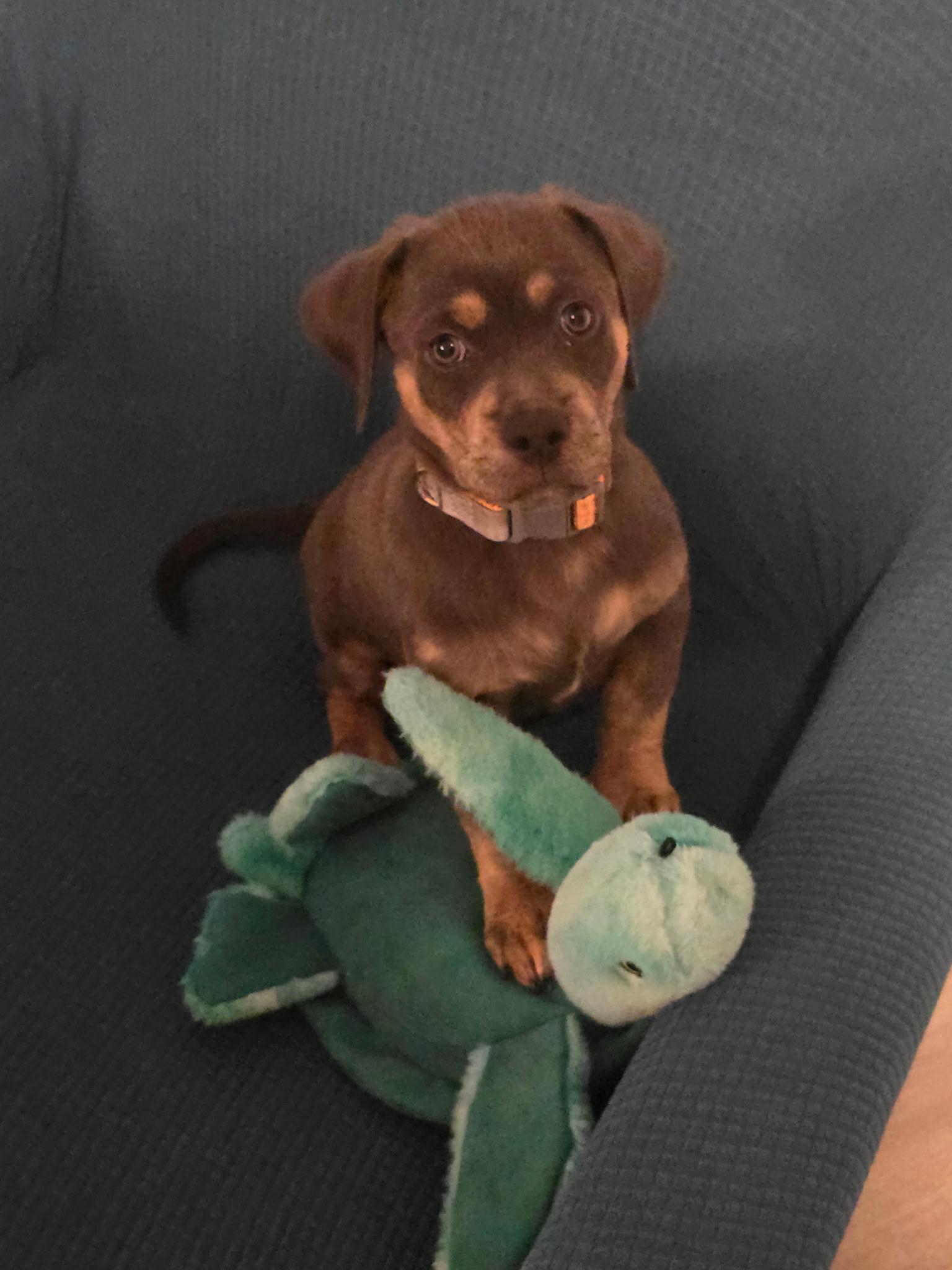Benny, Adoptable, Puppy Male Mixed Breed.