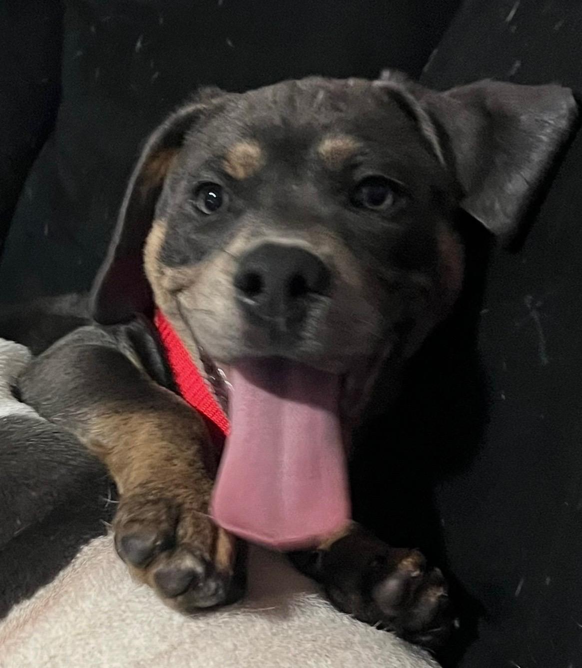 Enlarge Benny, a Adoptable Mixed Breed in Orlando, FL image 3/4