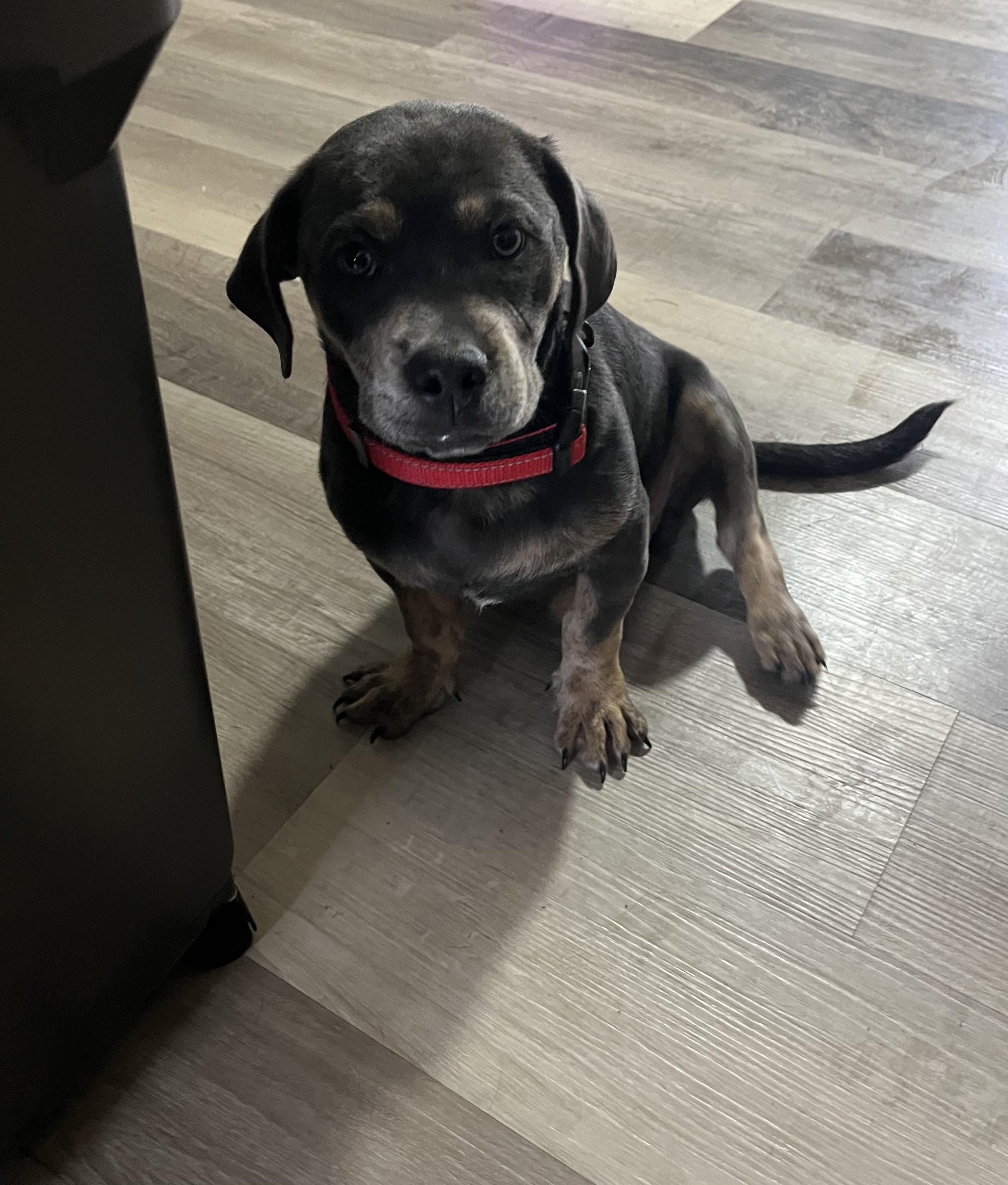 Enlarge Benny, a Adoptable Mixed Breed in Orlando, FL image 2/4