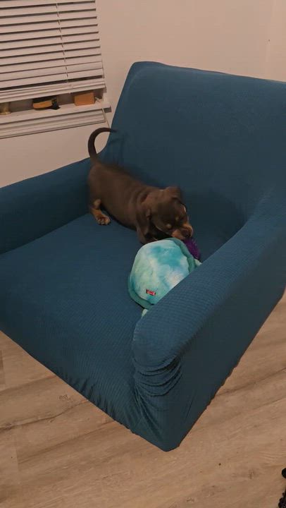 Enlarge Benny, a Adoptable Mixed Breed in Orlando, FL video 4/4