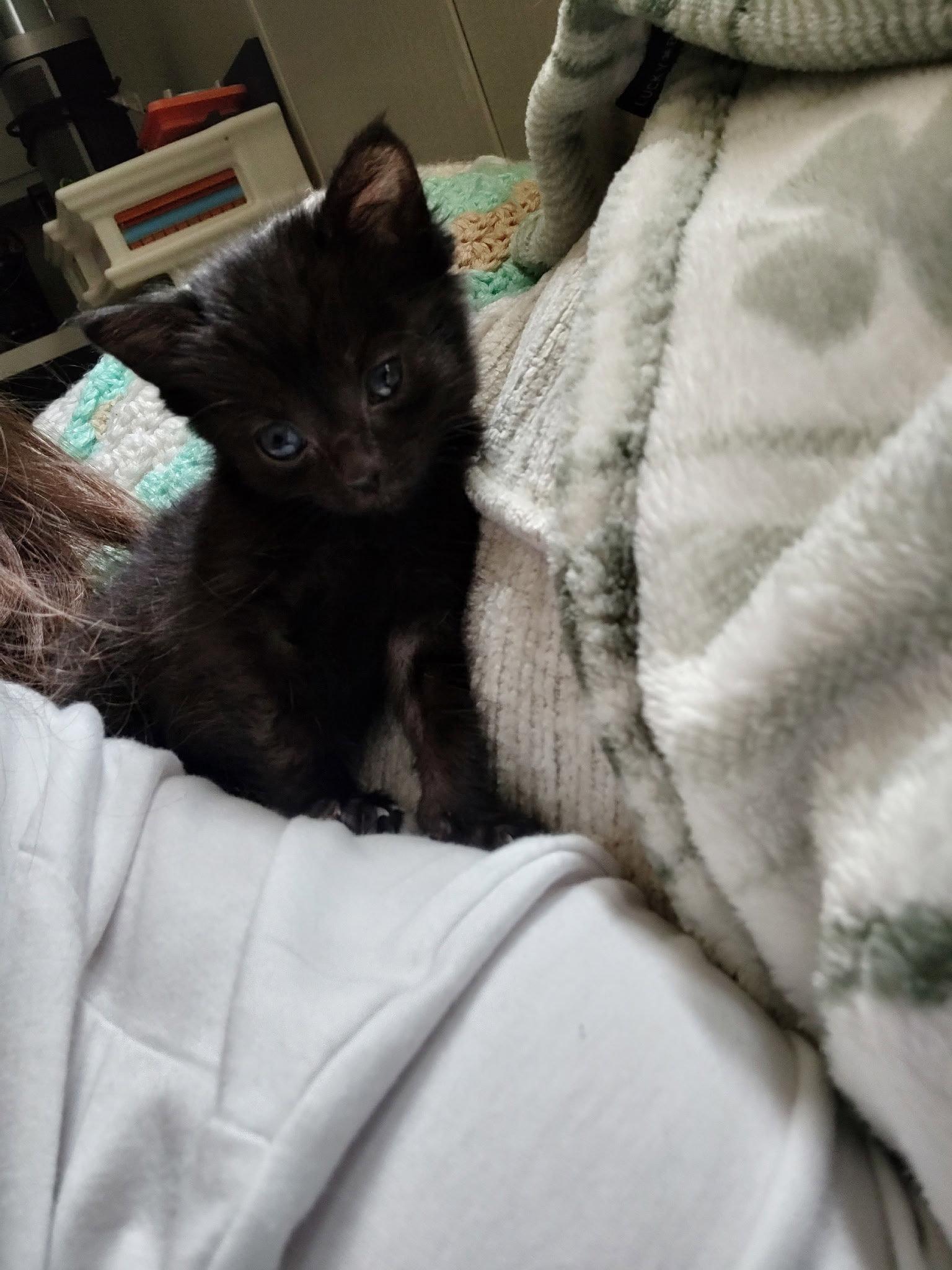 Emerie (In Foster), Adoptable, Kitten Female Domestic Short Hair.