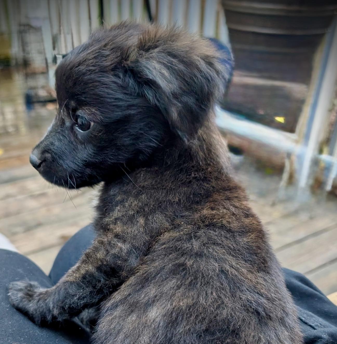 Enlarge Josie, a Adoptable mixed breed in Chatham, NJ image 4/4