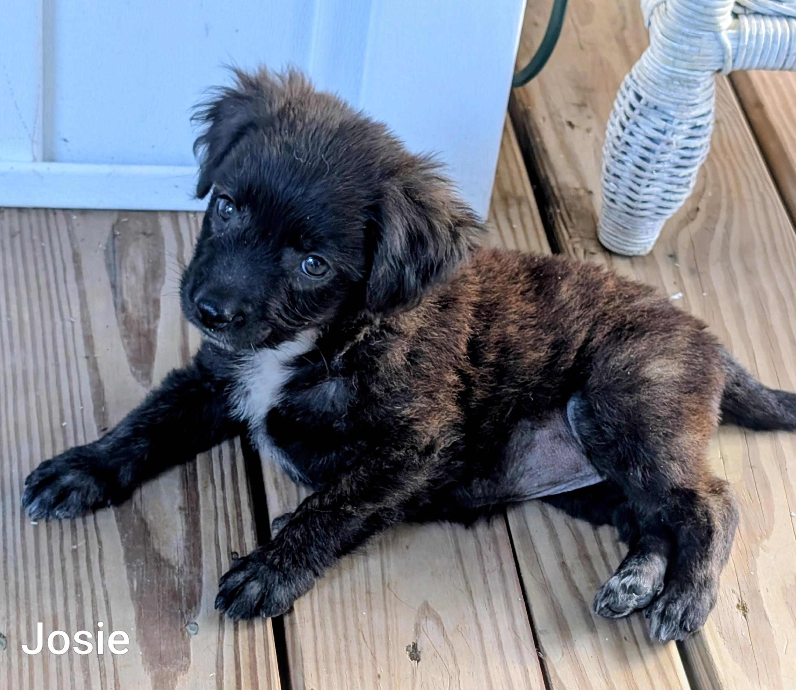 Enlarge Josie, a Adoptable mixed breed in Chatham, NJ image 2/4