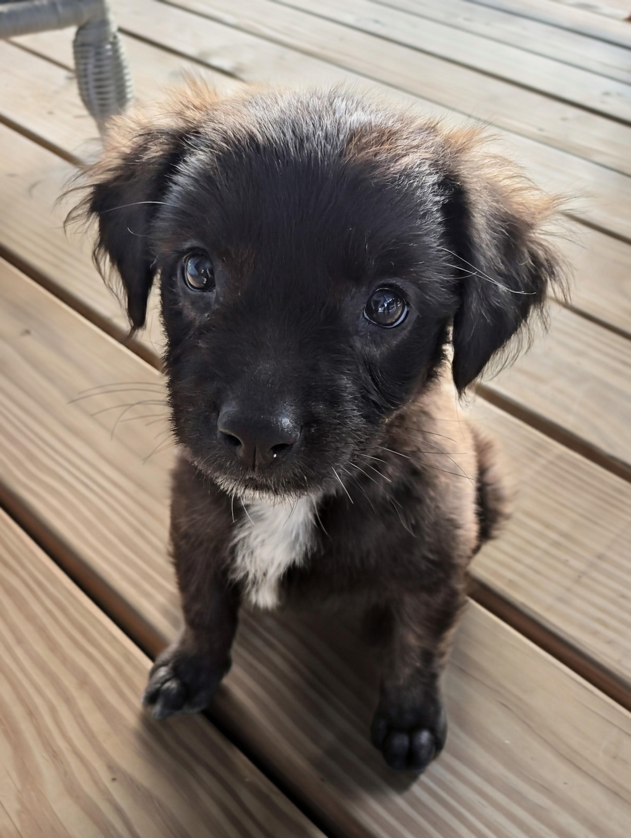 Enlarge Josie, a Adoptable mixed breed in Chatham, NJ image 1/4