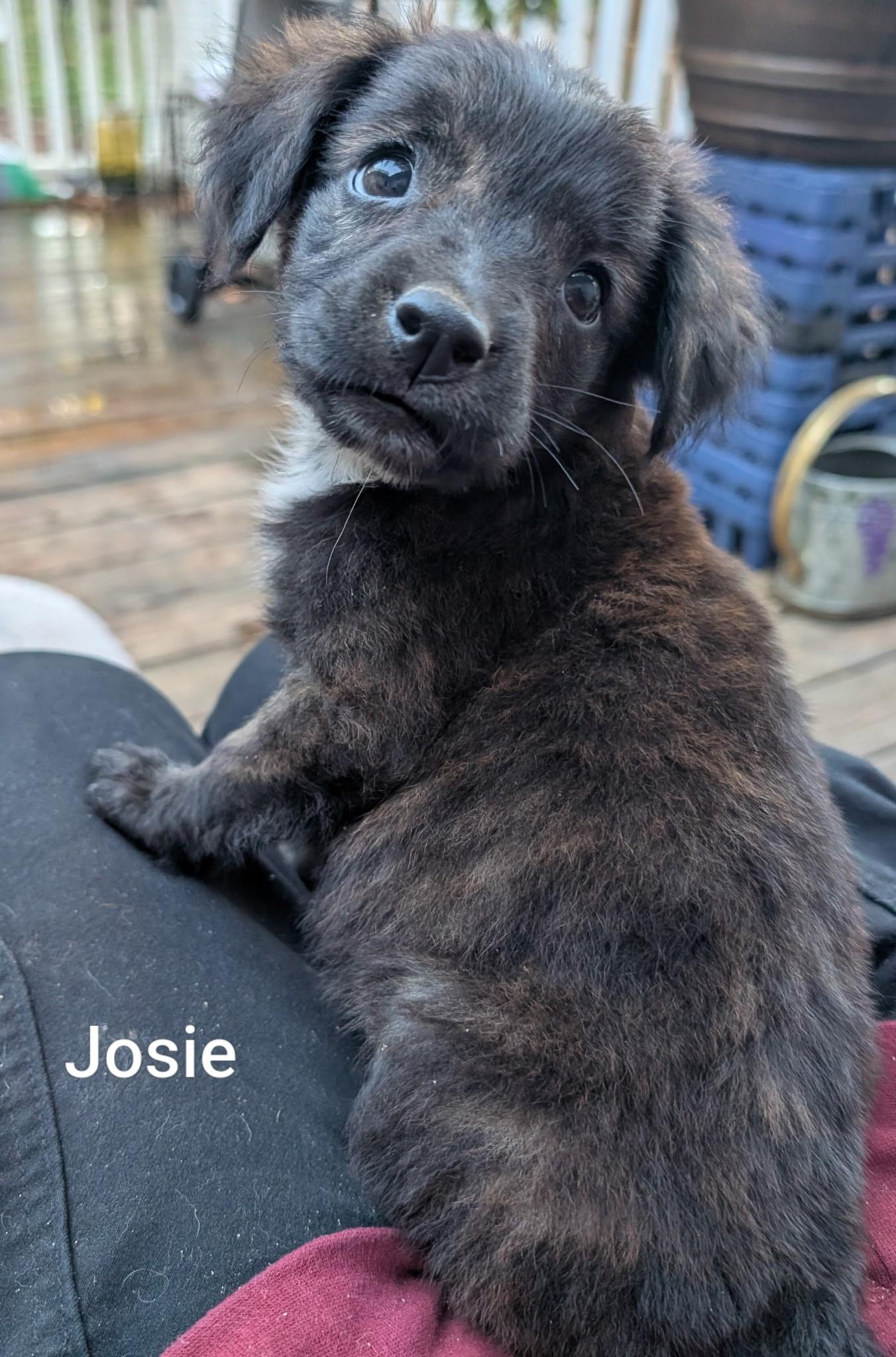Enlarge Josie, a Adoptable mixed breed in Chatham, NJ image 3/4