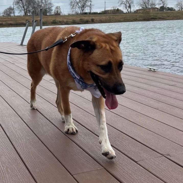 Pecan — thumbnail 4