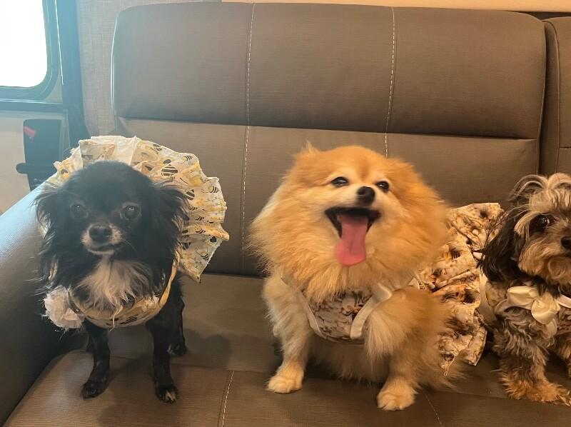 Darling Diva Deedee — thumbnail 3