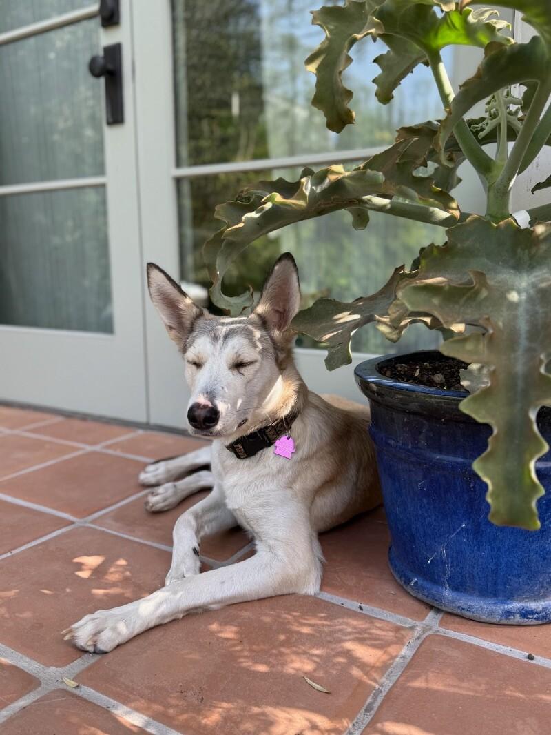 Dolce, a Adoptable mixed breed in Van Nuys, CA image 1/6