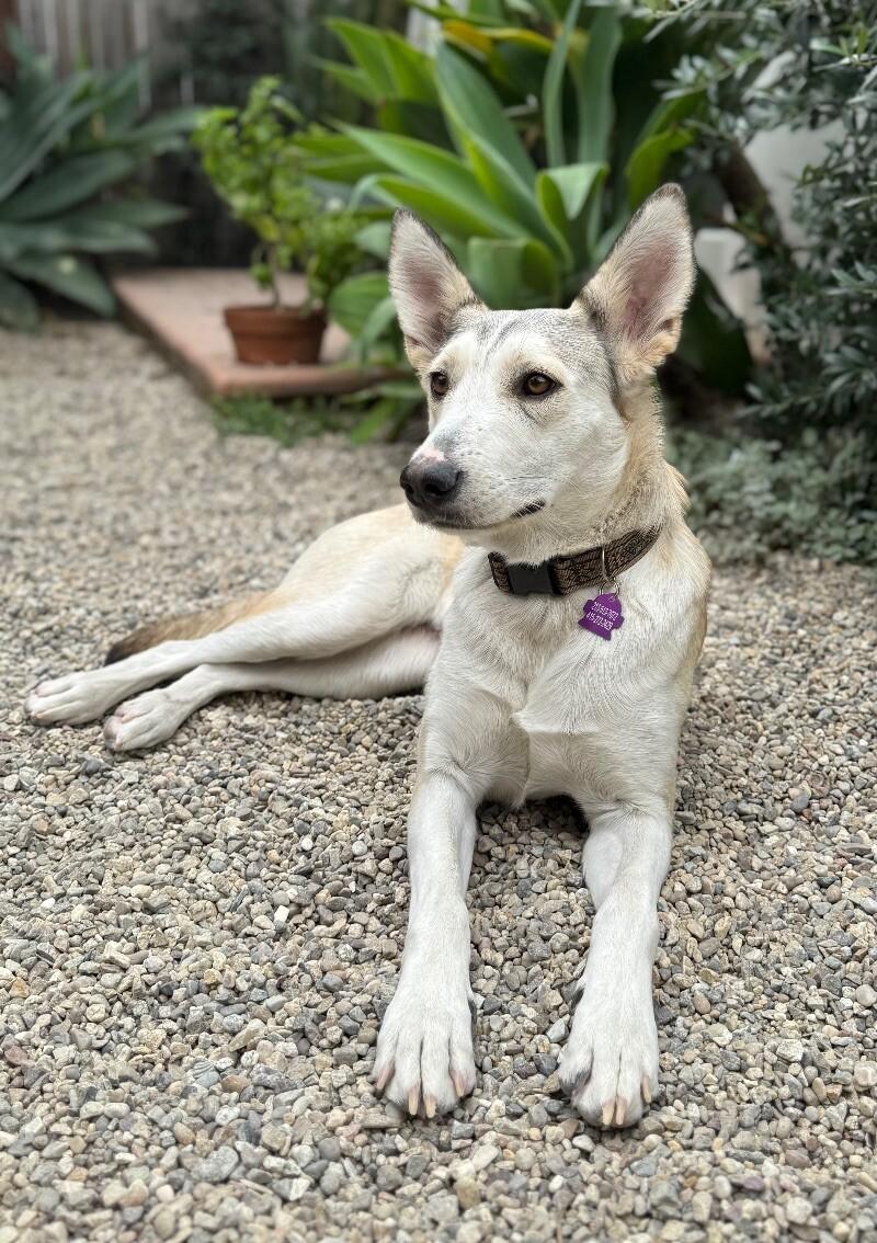 Dolce, a Adoptable mixed breed in Van Nuys, CA image 2/6