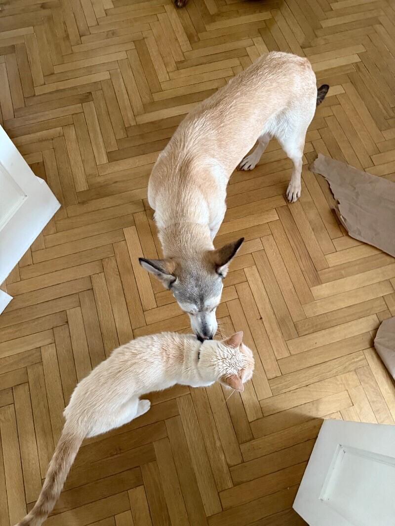 Dolce, a Adoptable mixed breed in Van Nuys, CA image 3/6