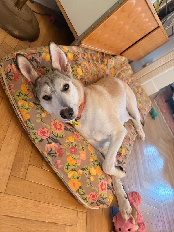 Enlarge Dolce, a Adoptable mixed breed in San Francisco , CA image 1/6