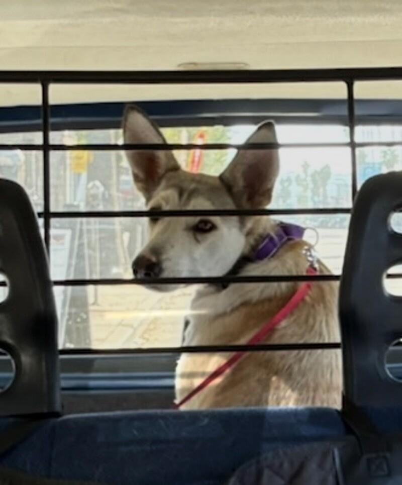 Dolce, a Adoptable mixed breed in Van Nuys, CA image 4/6