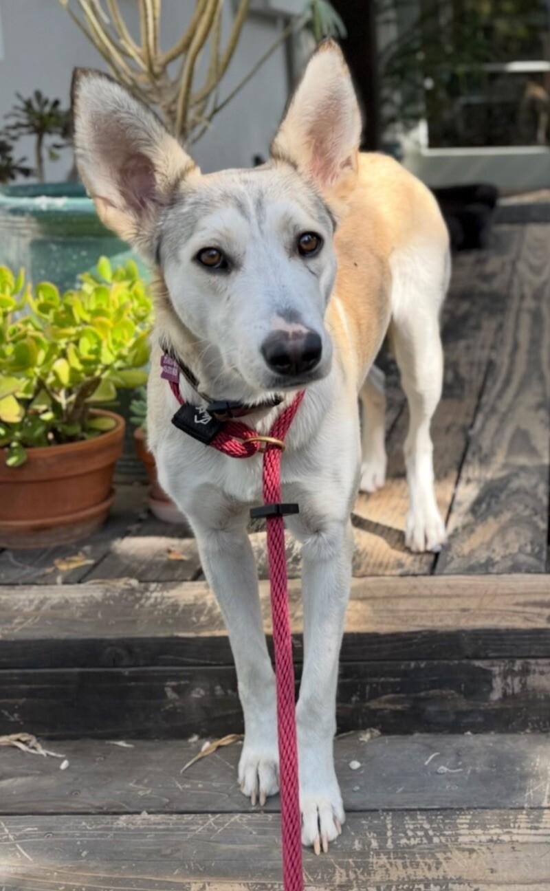 Dolce, a Adoptable mixed breed in Van Nuys, CA image 5/6