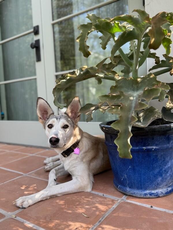Enlarge Dolce, a Adoptable mixed breed in San Francisco , CA image 4/6