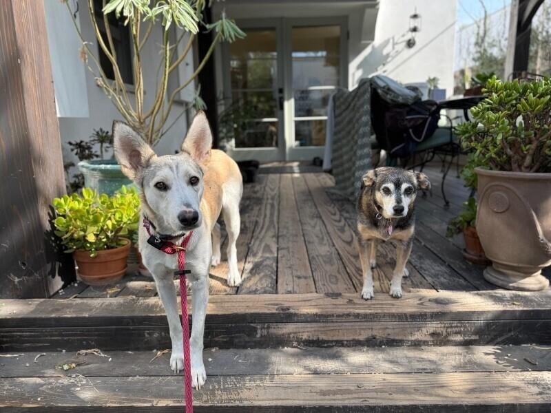 Dolce, a Adoptable mixed breed in Van Nuys, CA image 6/6