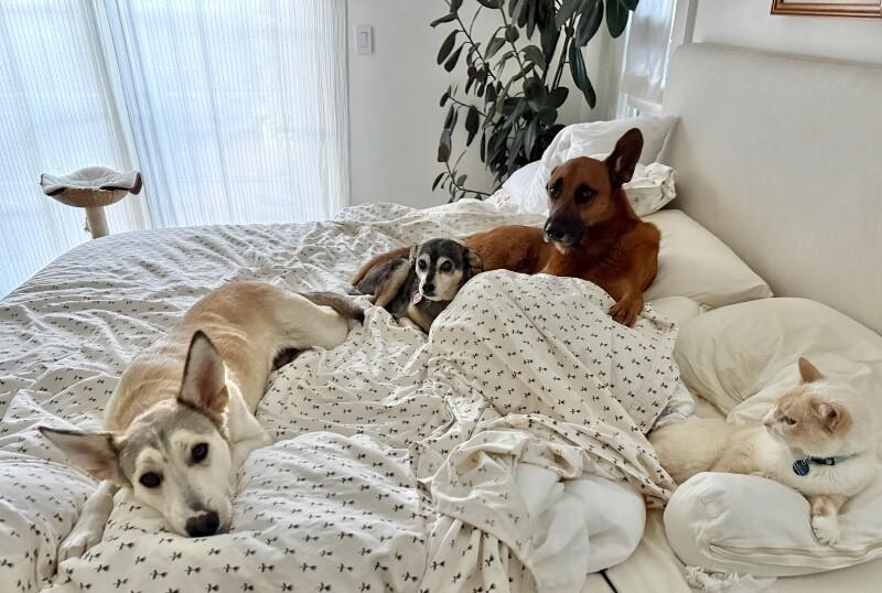 Enlarge Dolce, a Adoptable mixed breed in San Francisco , CA image 5/6