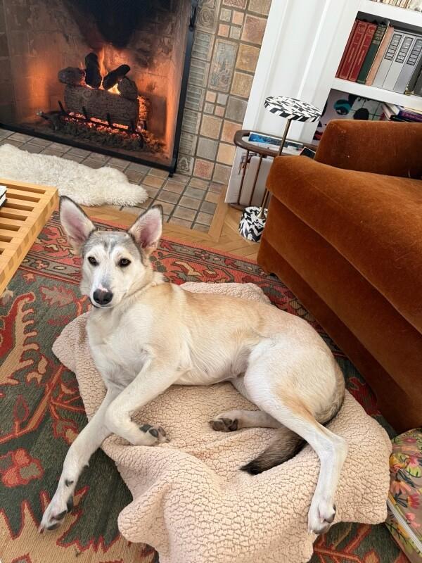 Enlarge Dolce, a Adoptable mixed breed in San Francisco , CA image 6/6