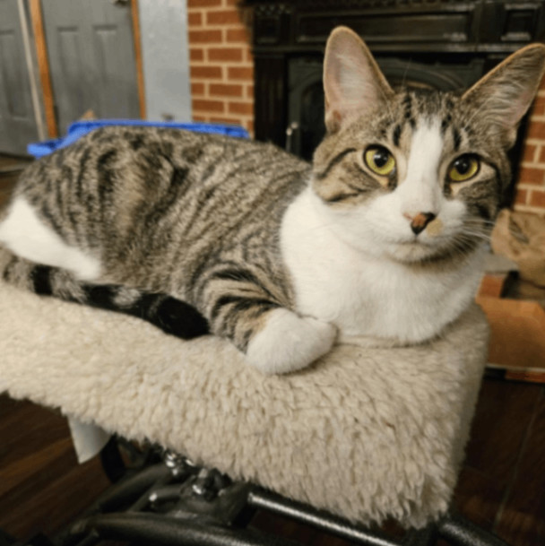 Frodo, Baby Male Domestic Short Hair