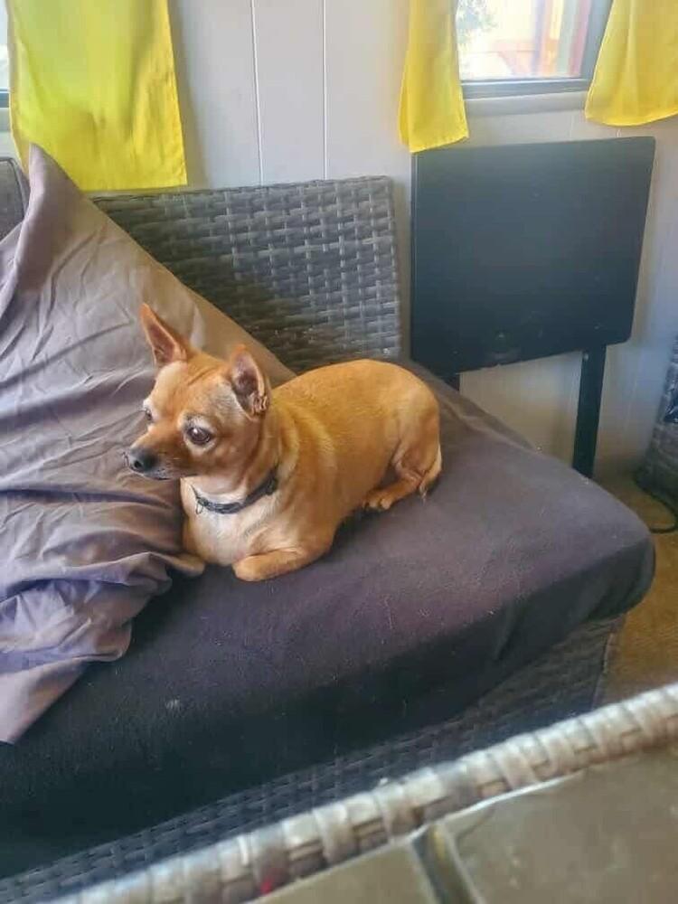 Leta, Adopted, Adult Female Chihuahua.