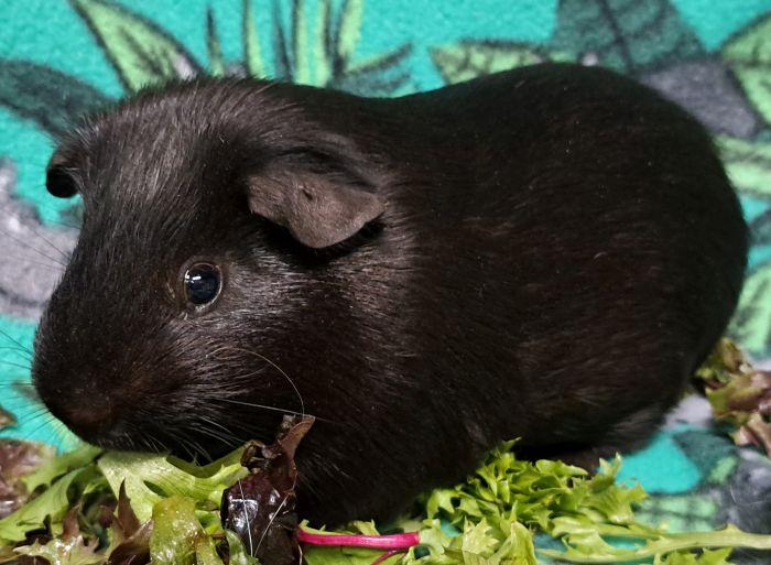 Enlarge Mike, a ADOPTABLE Short-Haired in Gary, IN image 2/4