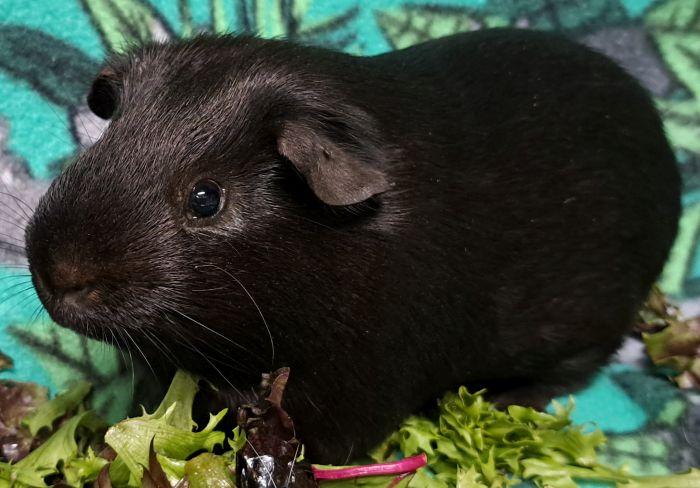 Enlarge Mike, a ADOPTABLE Short-Haired in Gary, IN image 3/4