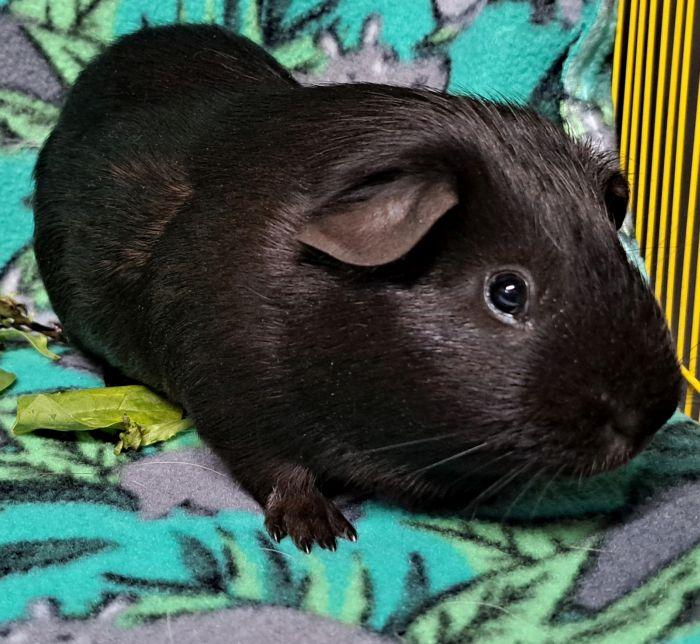 Enlarge Mike, a ADOPTABLE Short-Haired in Gary, IN image 4/4