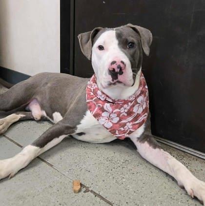 Leo, a Adoptable mixed breed in Hillsboro, OR image 4/4