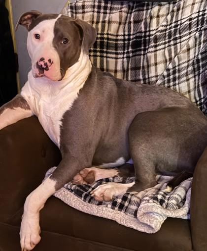 Leo, Adoptable, Young Male American Staffordshire Terrier & Pit Bull Terrier.