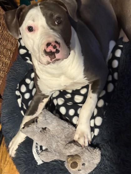 Enlarge Leo, a Adoptable mixed breed in Hillsboro, OR image 2/3