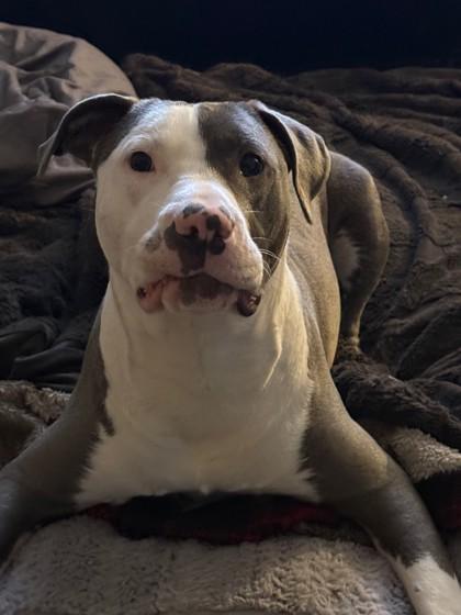 Enlarge Leo, a Adoptable mixed breed in Hillsboro, OR image 3/3