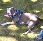 Leo, a Adoptable mixed breed in Hillsboro, OR image 2/3