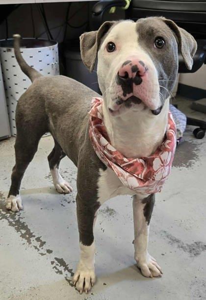 Leo, a Adoptable mixed breed in Hillsboro, OR image 3/3