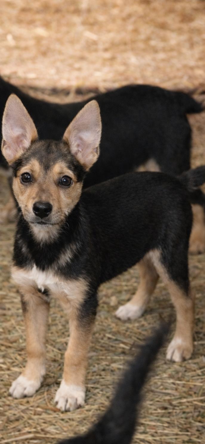 Enlarge Nova, a ADOPTABLE mixed breed in Chesterfield, MO image 1/1