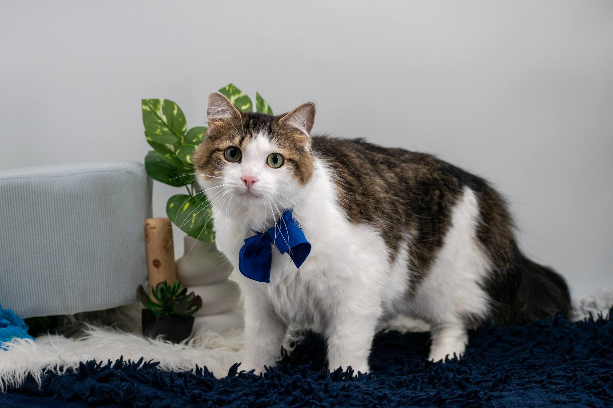 Mr Pibb, a ADOPTABLE Domestic Long Hair in Sevierville, TN image 3/3