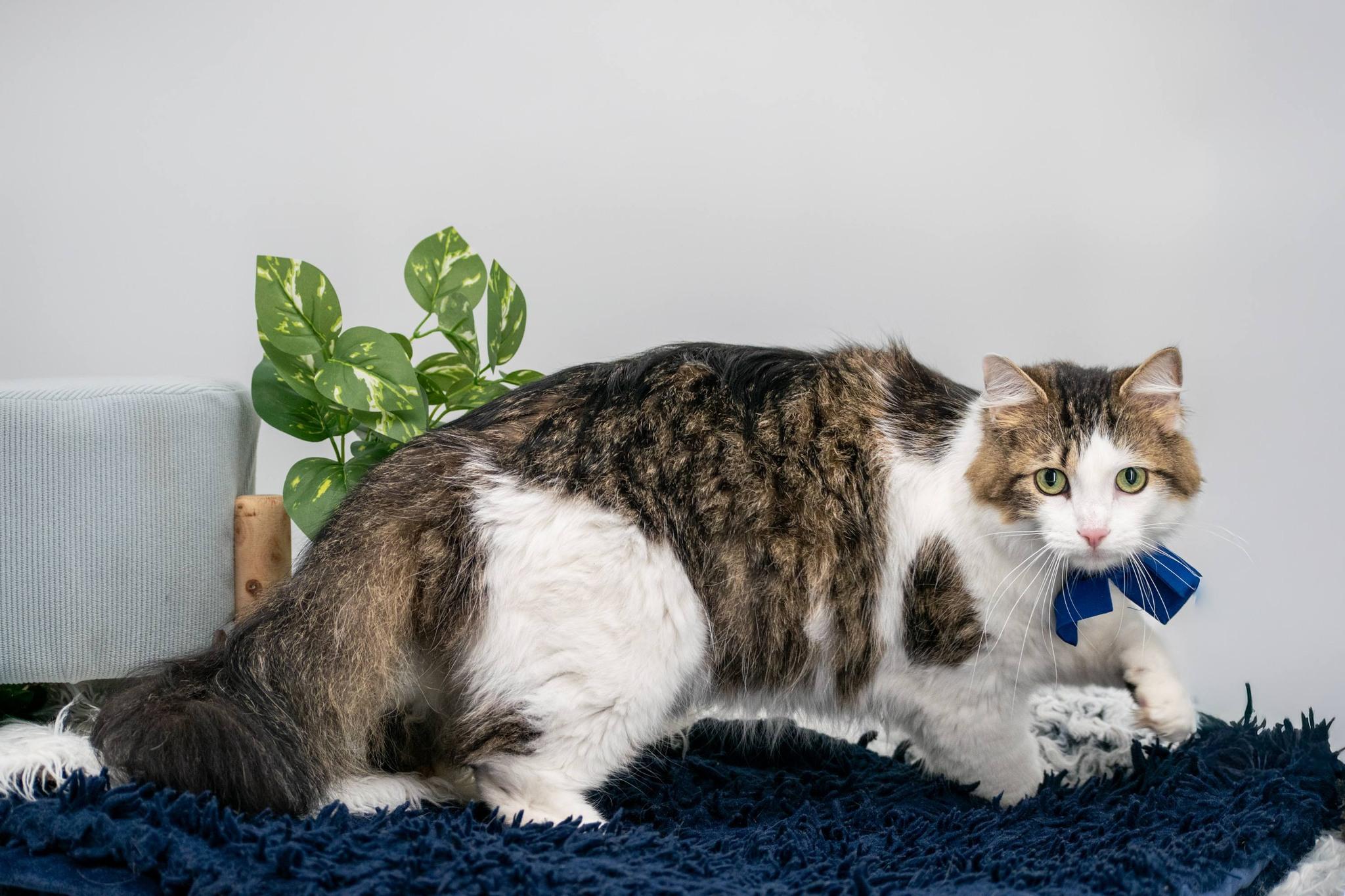 Mr Pibb, a ADOPTABLE Domestic Long Hair in Sevierville, TN image 2/3