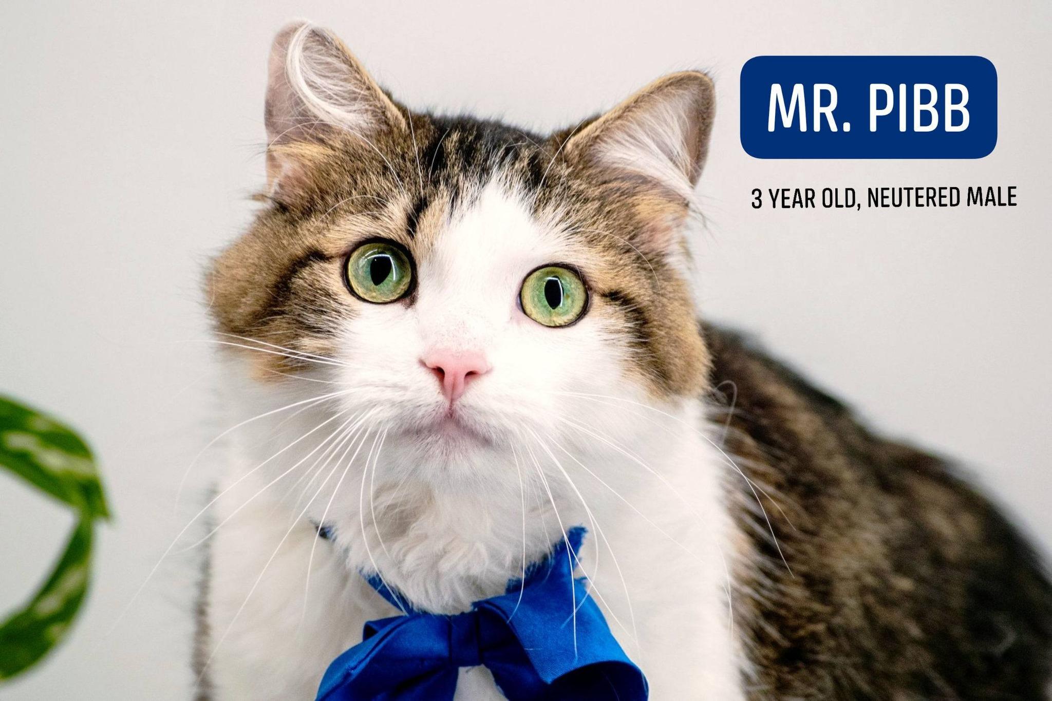Mr Pibb, a ADOPTABLE Domestic Long Hair in Sevierville, TN image 1/3