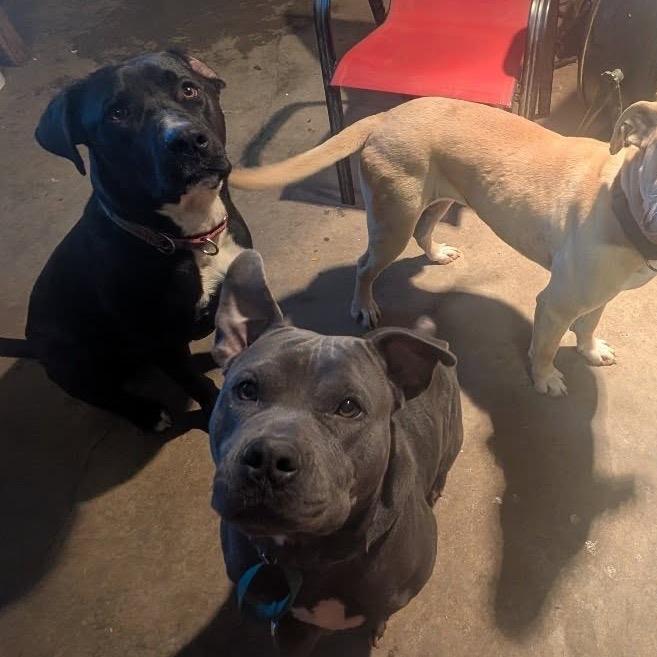 Brownie (Adoption Fee SPONSORED!), Adoptable, Adult Male Mixed Breed.