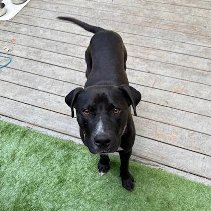 Brownie (Adoption Fee SPONSORED!), Adoptable, Adult Male Mixed Breed.