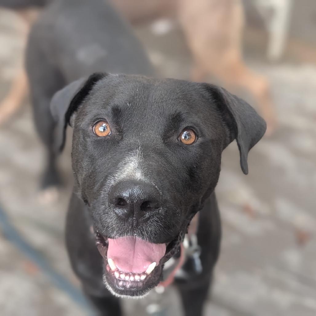 Enlarge Brownie (Adoption Fee SPONSORED!), a Adoptable Mixed Breed in Alabaster, AL image 2/6