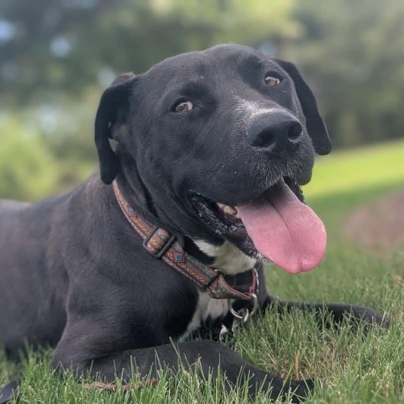 Enlarge Brownie (Adoption Fee SPONSORED!), a Adoptable Mixed Breed in Alabaster, AL image 3/6