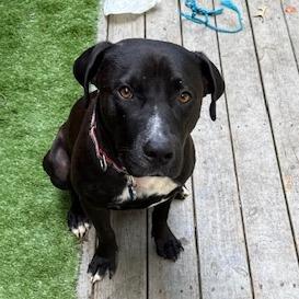 Enlarge Brownie (Adoption Fee SPONSORED!), a Adoptable Mixed Breed in Alabaster, AL image 4/6