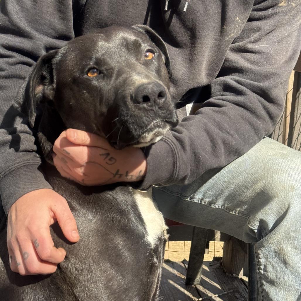 Enlarge Brownie (Adoption Fee SPONSORED!), a Adoptable Mixed Breed in Alabaster, AL image 5/6