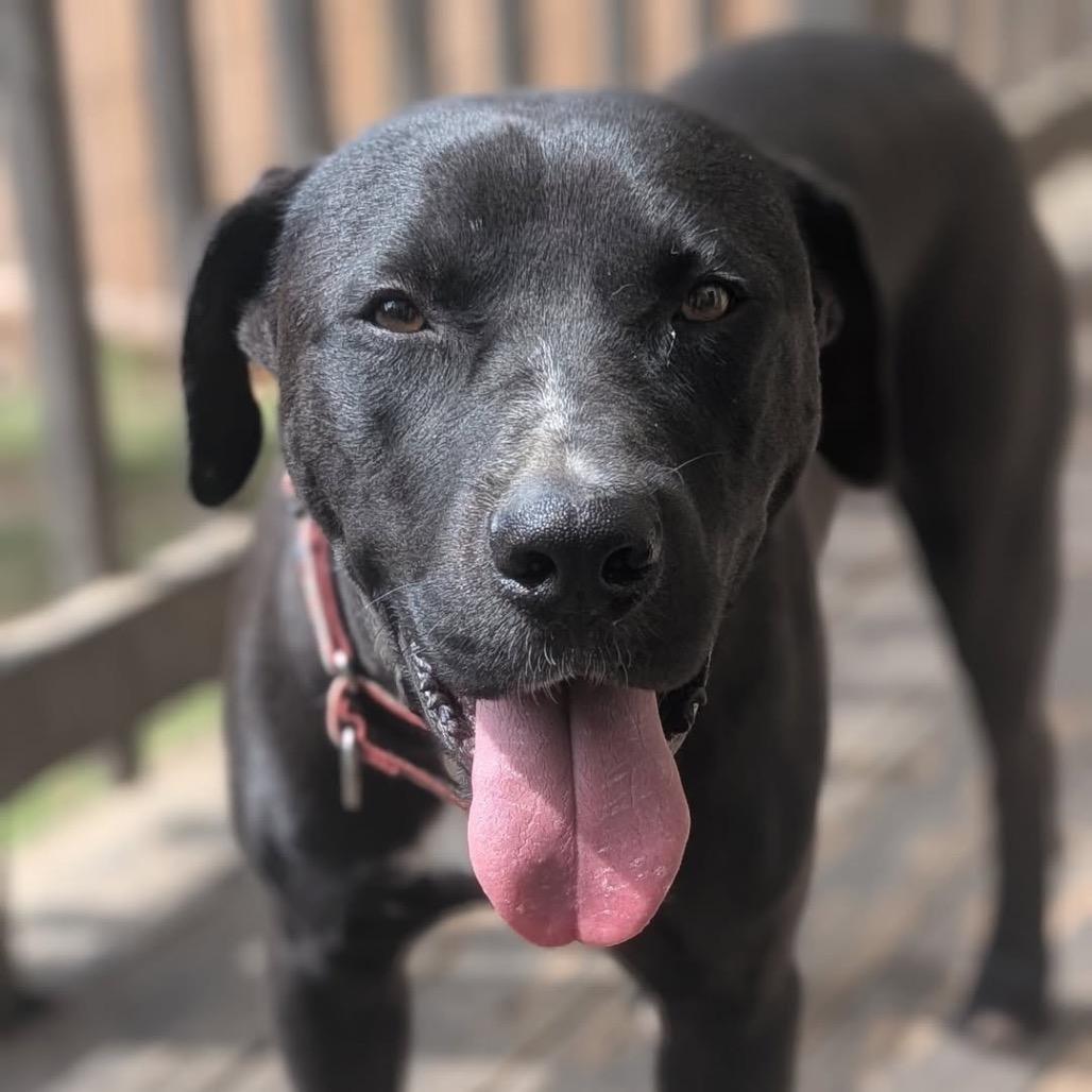 Enlarge Brownie (Adoption Fee SPONSORED!), a Adoptable Mixed Breed in Alabaster, AL image 6/6