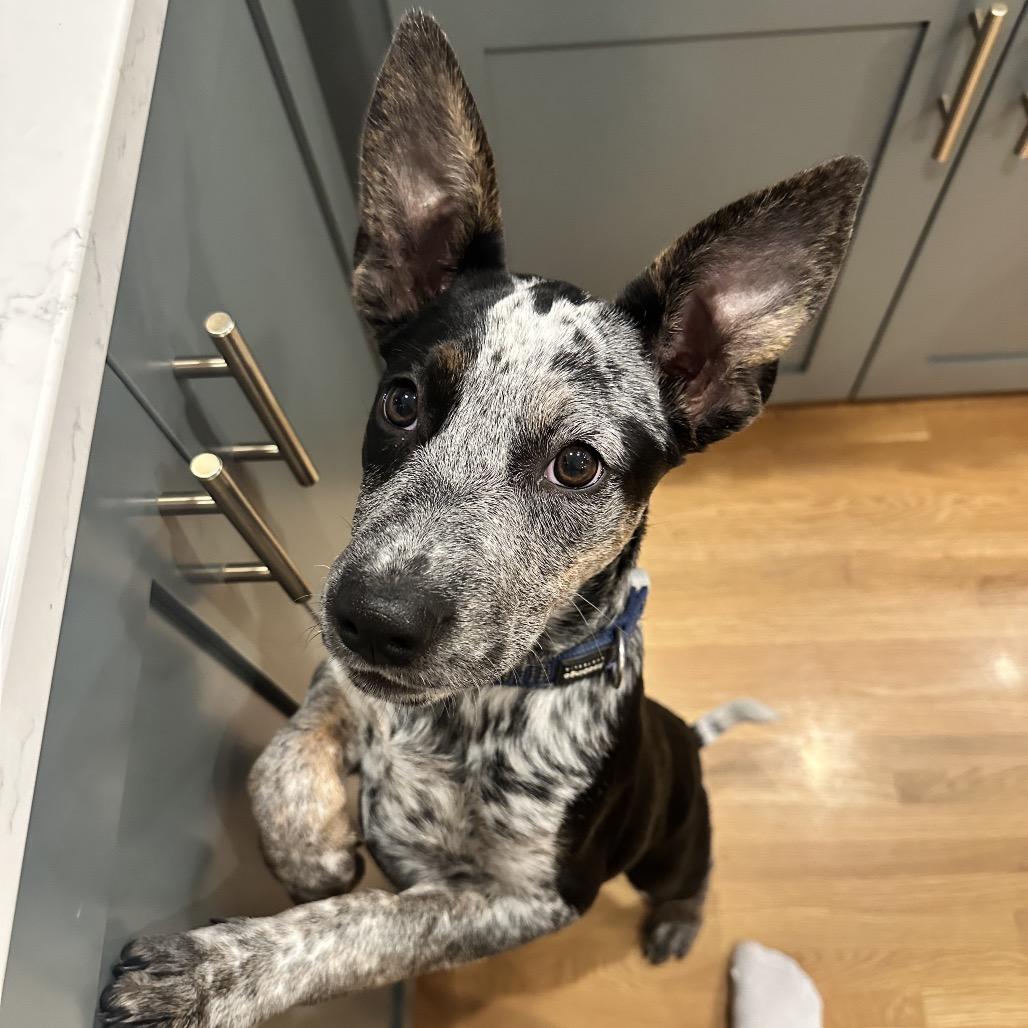 Enlarge Babette, a Adoptable mixed breed in Spokane, WA image 3/6