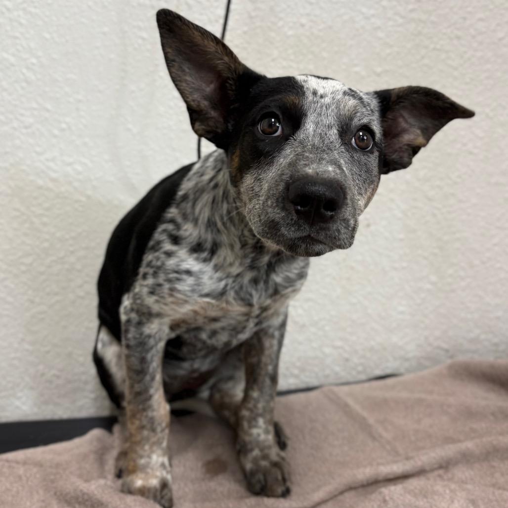 Enlarge Babette, a Adoptable mixed breed in Spokane, WA image 4/6