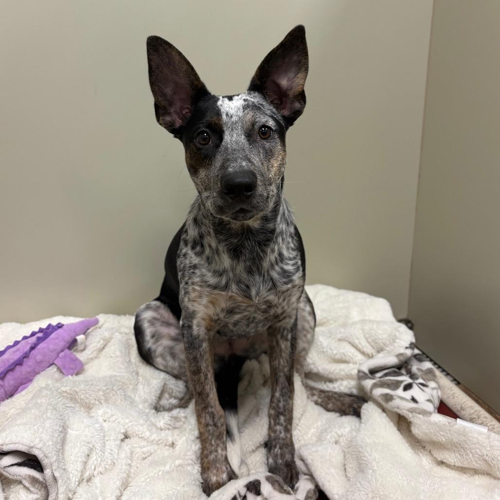 Enlarge Babette, a Adoptable mixed breed in Spokane, WA image 5/6