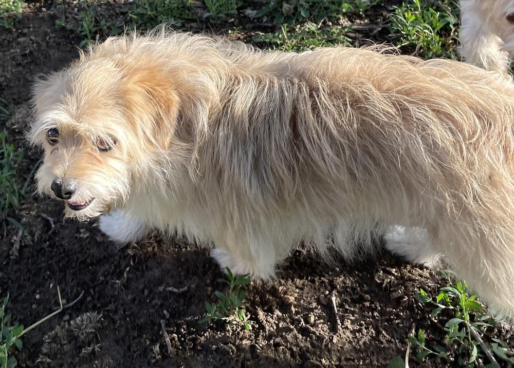 Oak, a Adopted mixed breed in Minneapolis, KS image 1/3