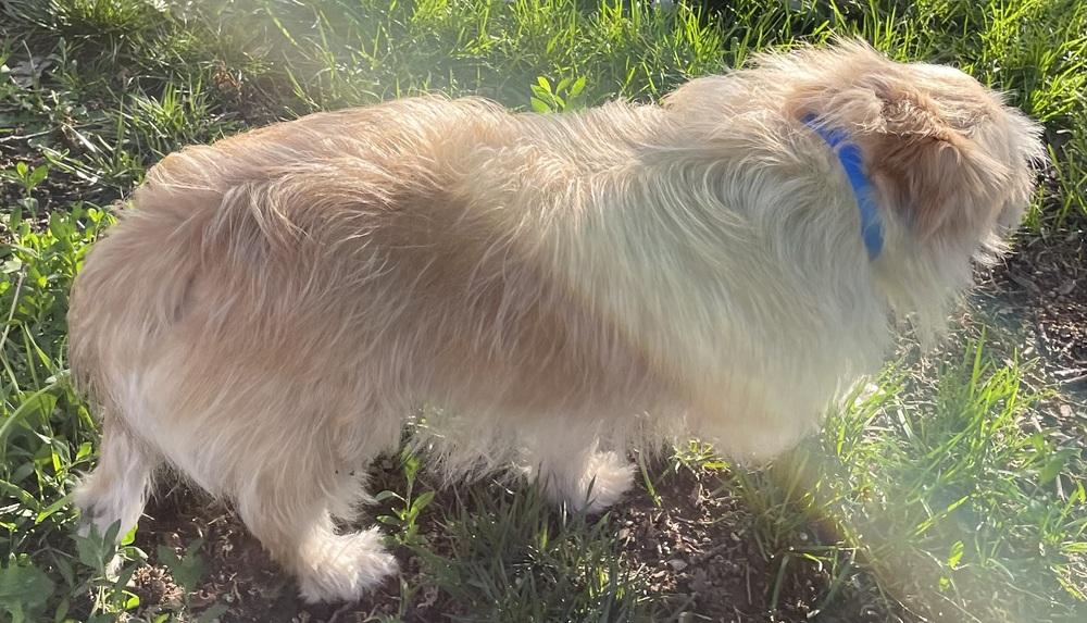 Oak, Adopted, Young Male Cairn Terrier.